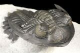 Detailed Hollardops Trilobite - Cobra Pose #125225-6